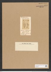 Stauroneis ? eichhornii Schum. (de-Toni-Nr.: Genus 6, Species 916) Zeichnungen Sammlung Grunow Nr. 1776 (NHMW-BOT-W0368673)